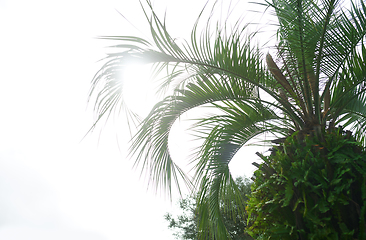 Image showing Palm trees against the sunny sky