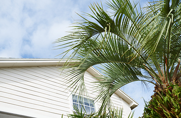 Image showing Residential building and palm tree at the backyard