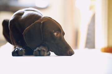 Image showing Young German short-haired pointer boring at home