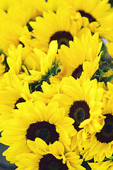 Image showing Perfect Sunflowers Background