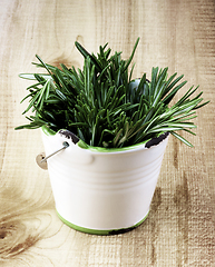 Image showing Rosemary in White Clay Bucket