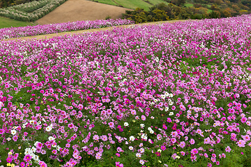 Image showing Cosmos flower farm