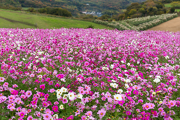 Image showing Pink Cosmos 