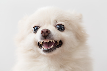 Image showing White pomeranian dog barking