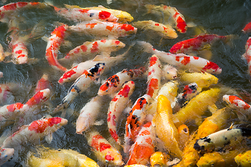 Image showing Feeding fish carp