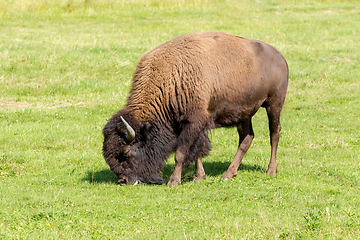 Image showing American bison (Bison bison) simply buffalo