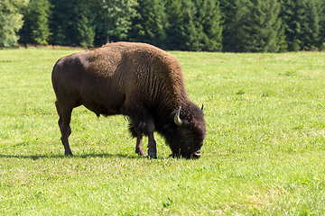 Image showing American bison (Bison bison) simply buffalo