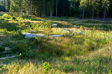 Image showing pond in the summer forest