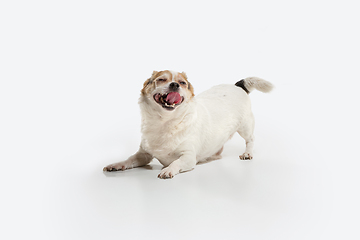 Image showing Studio shot of Chihuahua companion dog isolated on white studio background