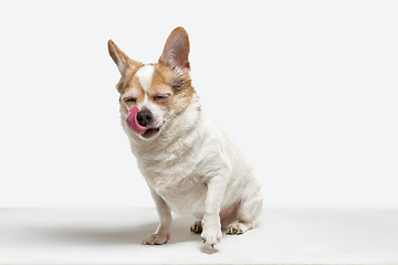 Image showing Studio shot of Chihuahua companion dog isolated on white studio background