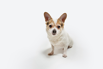 Image showing Studio shot of Chihuahua companion dog isolated on white studio background