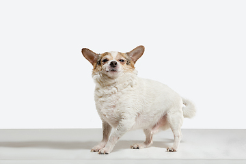 Image showing Studio shot of Chihuahua companion dog isolated on white studio background