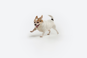 Image showing Studio shot of Chihuahua companion dog isolated on white studio background