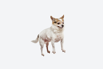 Image showing Studio shot of Chihuahua companion dog isolated on white studio background