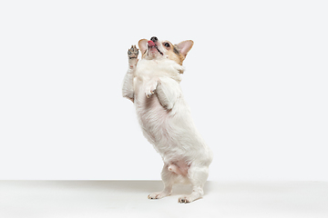 Image showing Studio shot of Chihuahua companion dog isolated on white studio background