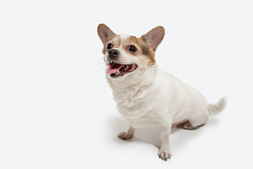 Image showing Studio shot of Chihuahua companion dog isolated on white studio background