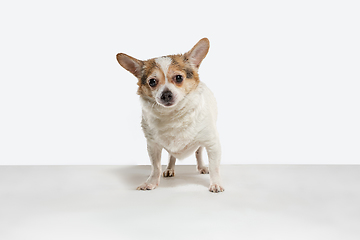 Image showing Studio shot of Chihuahua companion dog isolated on white studio background