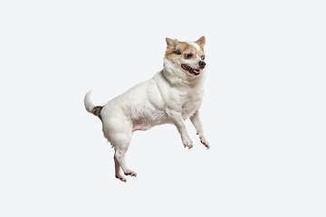 Image showing Studio shot of Chihuahua companion dog isolated on white studio background