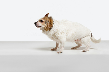 Image showing Studio shot of Chihuahua companion dog isolated on white studio background