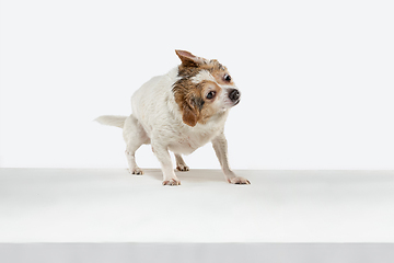 Image showing Studio shot of Chihuahua companion dog isolated on white studio background