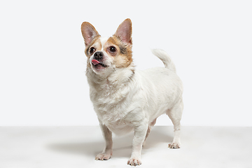 Image showing Studio shot of Chihuahua companion dog isolated on white studio background