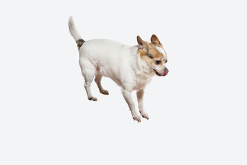 Image showing Studio shot of Chihuahua companion dog isolated on white studio background