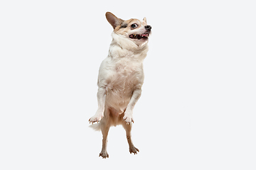 Image showing Studio shot of Chihuahua companion dog isolated on white studio background