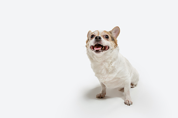 Image showing Studio shot of Chihuahua companion dog isolated on white studio background