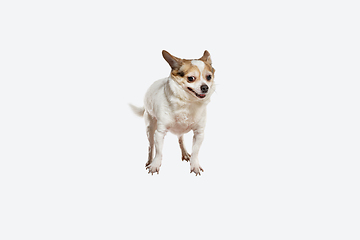 Image showing Studio shot of Chihuahua companion dog isolated on white studio background