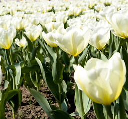 Image showing Tulips