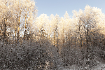 Image showing hoarfrost on the branches of trees