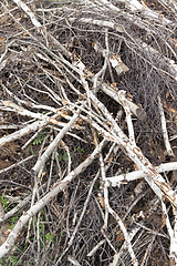 Image showing Broken breeze trees birch trees