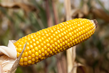 Image showing Mature corn