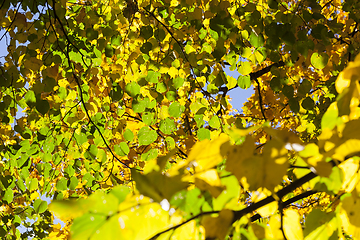 Image showing linden tree in autumn