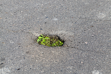 Image showing Grass in the asphalt, close-up