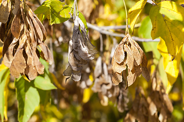 Image showing dry maple seeds