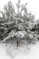 Image showing Winter pine forest