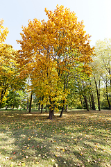 Image showing Park in the fall