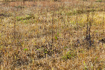 Image showing Photo of a yellow grass