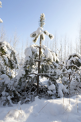 Image showing Snow drifts in winter