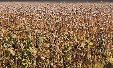 Image showing poppy heads on the field