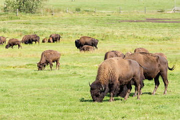 Image showing American bison (Bison bison) simply buffalo