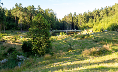 Image showing pond in the summer forest