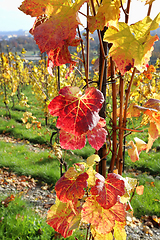 Image showing Autumn bright colorful bush of grape 