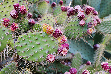 Image showing Prickly pear cactus with fruits