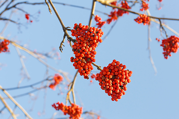 Image showing Branches of rowan with bright red berries against the blue sky b