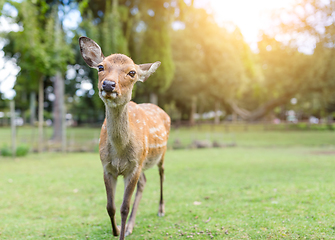 Image showing Lovely Deer in the park with sunshine