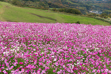 Image showing Cosmos field