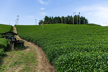 Image showing Tea farm