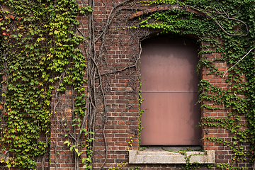 Image showing Red brick and creeper architecture